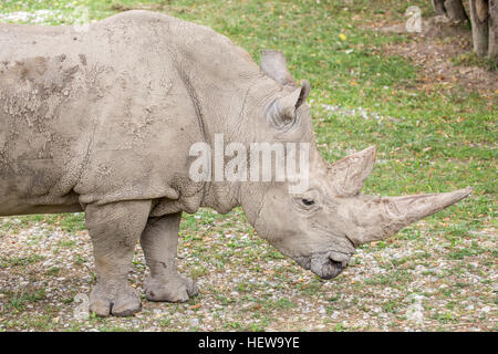 Seitenansicht eines Breitmaulnashorn oder Quadrat-lippige Rhinoceros, Ceratotherium Simum. Diese Nashörner leben in Südafrika, Namibia, Simbabwe, Kenia und Ugan Stockfoto