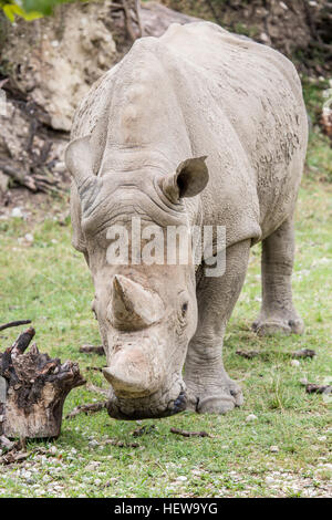 Frontalansicht eines Breitmaulnashorn oder Quadrat-lippige Rhinoceros, Ceratotherium Simum, zu Fuß in Richtung der Kameras Stockfoto