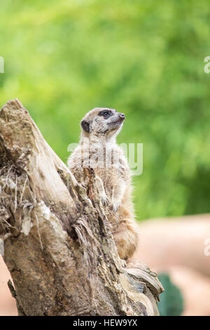 Ein Erdmännchen Suricata Suricatta, stehend auf einem Baumstamm und wegsehen. Um Ausschau nach Feinden stehen Erdmännchen Sentry, um andere Herangehensweise an Dietrich zu warnen Stockfoto