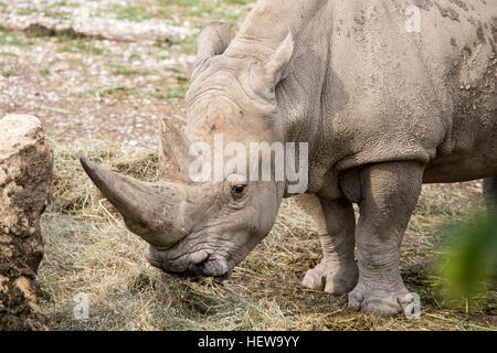 Porträt eines Breitmaulnashorn oder Quadrat-lippige Rhinoceros, Ceratotherium Simum. Essen Rasen. Diese Pflanzenfresser, eines der größten reinen Grasfresser und nur Stockfoto