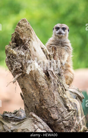 Ein Suricate Suricata Suricatta, stehend auf einem Baumstamm und Blick in die Kamera. Diese Tiere leben in Südafrika in der Kalahari-Wüste in Botswana Stockfoto