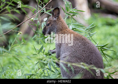 Ein rotes necked Wallaby oder Bennett Wallaby, Macropus Rufogriseus, Essen in der Vegetation. Der Begriff Wallaby ist eine informelle Bezeichnung im Allgemeinen verwendet Stockfoto