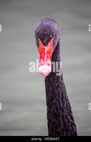 Porträt von einem schwarzen Schwan, Cygnus olor, Blick in die Kamera. Die Rechnung dieser Wasservögel ist hellrot, mit blassen Bar und Tipp Stockfoto