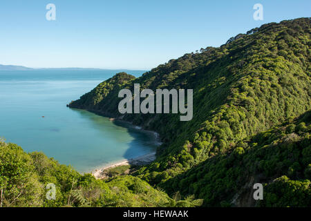 Regenerierende Wald hoch über dem tiefblauen Wainui Bay in sehr nördlichen Teil des Abel Tasman National Park. Stockfoto