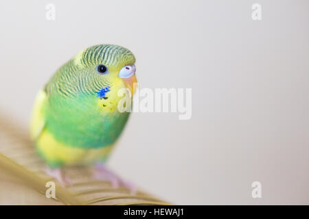 Wellensittich. Australische Papagei grünen und gelben Farben. Stockfoto