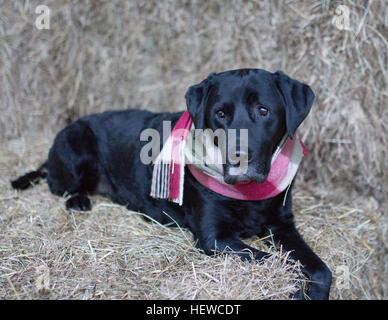 Schwarzer Labrador Retriever im Barbour Tattersall Schal Stockfoto