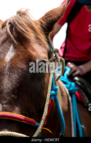 Öko-Abenteuer in Costa Rica Stockfoto