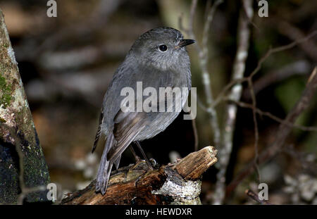 Bush Robin.  New Zealand Robins und Riruriru ähneln britische Rotkehlchen, aber die beiden Gruppen sind nicht näher verwandt. Neuseeland-Arten gehören zu den australischen – New Guinea Familie Petroicidae.     Rotkehlchen und Riruriru haben große Köpfe, kurze Hälse, runden Körper und eine aufrechte Haltung. Sie haben kurze Borsten um die Rechnung. Rotkehlchen haben lange Beine und sind größer als Riruriru. Alle sind Insektenfresser. Der älteste bekannte Vogel lebte 16 Jahre, aber ihre Lebenserwartung beträgt drei Jahre. Stockfoto