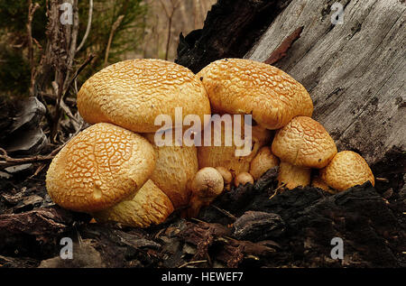 Gymnopilus Junonius ist eine Art von Pilz in der Familie Cortinariaceae. Allgemein bekannt als Fitness-Studio, lachen, Jim oder die spektakuläre Rustgill lachen dieser großen orangefarbene Pilz in der Regel findet sich auf Baumstümpfe, Protokolle oder Basen Baum wachsen. Einige Unterarten dieses Pilzes enthalten halluzinogene zusammengesetzte Psilocybin. Stockfoto