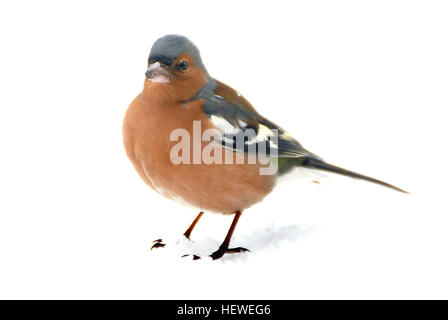 Der Kaffinch (Fringilla coelebs) ist ein kleiner, weit verbreiteter Passerinvogel, der für seine blau-graue Kappe und seine rostrote Unterseite bekannt ist. Sie ist in Europa und Teilen Asiens verbreitet. Stockfoto