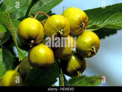 Crataegus Mexicana ist eine Art von Weißdorn, bekannt unter dem gemeinsamen Namen Tejocote, Manzanita, Tejocotera und mexikanischer Weißdorn. Es stammt aus den Bergen von Mexiko und Guatemala und wurde in den Anden. Die Frucht dieser Art ist eine der nützlichsten unter Hawthorns. Stockfoto