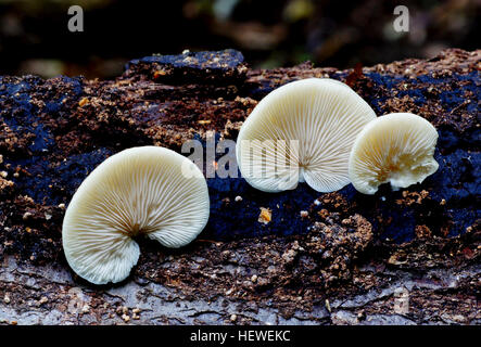 Crepidotus Versutus, allgemein bekannt als die ausweichende Agaric ist eine Art von Pilzen in der Familie Crepidotaceae. Es ist saprobiellen auf Holz, wie andere Crepidotus Arten, aber es kann auch krautige Waldstreu zersetzen. Die Art zeichnet sich durch große, punktförmige, Sporen und die weißen, behaarte Pileus. Stockfoto