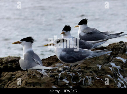 Es gibt einige Strecken der australischen Küste, wo die Crested Tern nicht zu sehen – ist bekannt als der Bass-Straße-Seeschwalbe und der Torres Meerenge Seeschwalbe! Sie brüten in Kolonien auf kleinen vorgelagerten Inseln, wo ihre Nester so dicht zusammengepackt sind, dass benachbarte Eigentümer gegenseitig Rechnungen berühren können. Obwohl die Crested Seeschwalbe in der Regel eine streng coastal Arten ist, gibt es gelegentliche Aufzeichnungen im trockenen Inneren Australiens, wo die Vögel möglicherweise geblasen wurden, indem man tropische Wirbelstürme! Stockfoto