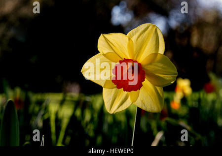 Narcissus ist eine Gattung von hauptsächlich winterhart, meist Frühjahr blühen, knolligen Stauden in der Amaryllis-Familie, Unterfamilie Amaryllidoideae. Verschiedene allgemeine Namen einschließlich Narzisse, Narzisse und Jonquil werden verwendet, um alle oder einige der Gattung beschreiben Stockfoto