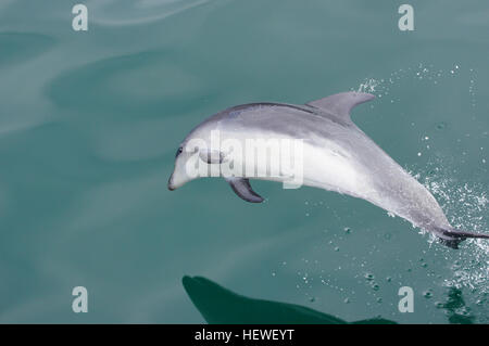 Ication (,,), Flasche Delfine Nase, Tümmler, Delfin, Delphine, springende Delfine, Delfine schwimmen, Leben im Meer, Ozean, Meer leben, Meer, Wasser, Tümmler, Säugetier, Säugetiere, marine, marine Säugetiere, Schweinswale, Wildtiere Stockfoto