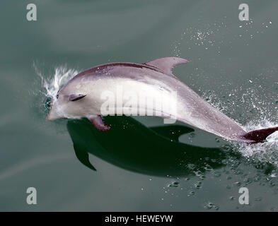 Ication (,,), Flasche Delfine Nase, Tümmler, Delfin, Delphine, springende Delfine, Delfine schwimmen, Leben im Meer, Ozean, Meer leben, Meer, Wasser, Tümmler, Säugetier, Säugetiere, marine, marine Säugetiere, Schweinswale, Wildtiere Stockfoto