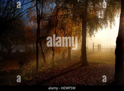 Morgennebel verleiht der Landschaft eine ätherische Qualität, macht die Details weicher und schafft eine ruhige Atmosphäre. Wenn Sie die nebeligen Bäume fotografieren, wird die Ruhe und Stille der frühen Morgenstunden deutlich, wo der Nebel zwischen den Bäumen liegt und eine friedliche Szene für Naturliebhaber und Fotografen bietet. Stockfoto