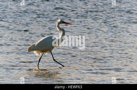 Ardea Modesta Ardeidae eine der elegantesten Vögel Australiens, der schneeweißen östlichen Silberreiher sieht man oft waten in einem Bereich von Feuchtgebieten, Seen, Flüsse und Sümpfe Flussmündungen, Salzwiesen und Wattflächen Gezeitenzone. Sie ernähren sich in der Regel im seichten Wasser stehen und warten auf Fische, Frösche, Insekten und andere kleine Wasserlebewesen erscheint, bevor sie mit ihren langen, gelben Schnabel stechen. Sie gehen auch langsam durch das Wasser, auf der Suche nach Beute. Stockfoto