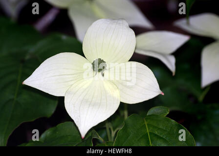 Die blühenden Hartriegels (Cornus Florida), ein beliebte Landschaftsbau Baum ist geschätzt für seine auffälligen Frühlingsblumen sowie sein Rotes Laub fallen. Hartriegel-Bäume wachsen und blühen über den größten Teil der östlichen Hälfte der Vereinigten Staaten und entlang der Pazifikküste im U.S. Department of Agriculture Pflanze Winterhärte Zonen 5 bis 9. Unter idealen Bedingungen erreichen die Bäume eine Höhe von etwa 30 Fuß, mit vielschichtigen Zweige, die bis zu ungefähr 20 Fuß ausbreiten können. Stockfoto