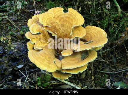 Dieses Bild zeigt kurzlebige Polyporen, eine Art von Pilzen, die an der Basis einer Buche wachsen. Die Fruchtkörper verfallen schnell und wachsen manchmal auf flachen Wurzeln mehrere Meter vom Stamm entfernt. Stockfoto
