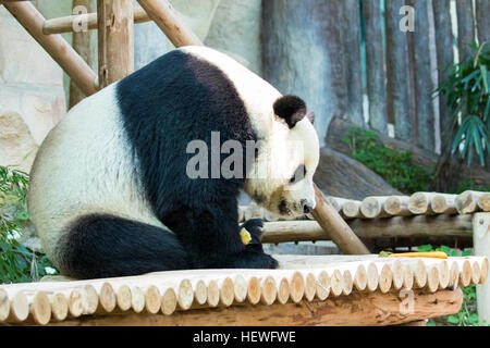 Bild von einem Panda auf Natur Hintergrund. Wilde Tiere. Stockfoto