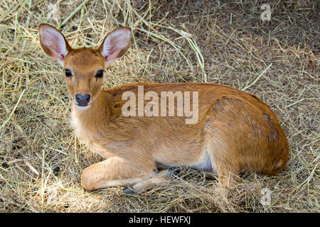 Bild eines Hirsches auf Natur Hintergrund entspannen. wilde Tiere. Stockfoto