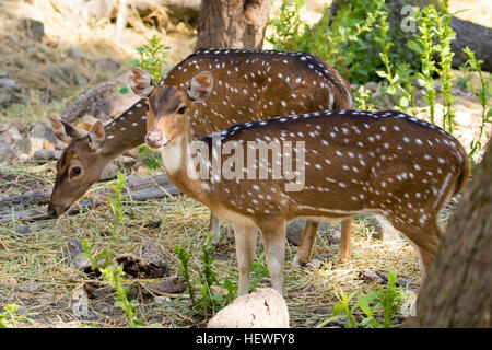 Bild eines chital oder gefleckte Hirsches auf Natur Hintergrund. wilde Tiere. Stockfoto