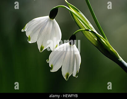 Der Schneeglöckchen (Galanthus nivalis) ist eine weit verbreitete Knollenpflanze, die für ihre frühe Frühjahrsblüte und die Assoziation mit dem Ende des Winters bekannt ist. Stockfoto