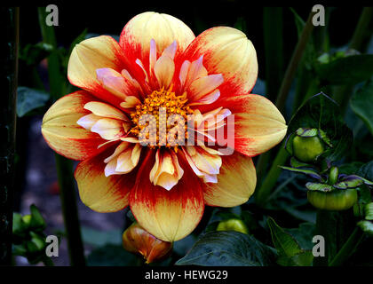 Eine Dahlie aus Dr. Keith Hammetts seltsame und wunderbare Auswahl dieser grünen blätterte Dahlie hat Orange rote Blumen mit Zitrone Kragen und gelbem Auge große als Schnittblume ideal für sonnige Lage. Stockfoto