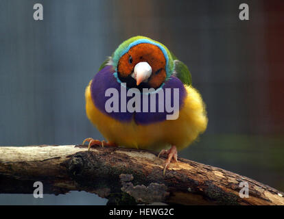 Der Gouldian Finch ist ein farbenfroher Vogel, der in Australien beheimatet ist. Dieser kleine Passerinvogel ist bekannt für sein lebendiges Gefieder und kommt im Norden und Westen Australiens vor und ist bei Vogelfreunden beliebt. Stockfoto