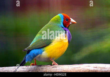 Der Gouldian finch, auch Lady Gouldian oder Rainbow finch genannt, ist eine endemische Vogelart in Australien, die für ihre lebhaften Farben bekannt ist. Es ist mit einem Rückgang in freier Wildbahn konfrontiert, obwohl viele in Gefangenschaft gezüchtet werden. Die Art ist geschützt und ist in der Vogelkultur in erheblichem Umfang präsent. Stockfoto