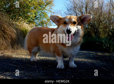 Der Pembroke Welsh Corgi ist ein Hüte-Hund zu züchten, die ihren in Pembrokeshire, Wales Ursprung. Es ist eines der beiden Rassen Welsh Corgi genannt: der andere ist der Cardigan Welsh Corgi. Der Pembroke Welsh Corgi ist der jüngere der beiden Corgi Rassen und eine getrennte Rasse aus der Cardigan. [1] der Corgi ist einer der kleinsten Hunde in der Herding-Gruppe. Pembroke Welsh Corgis sind berühmt für die bevorzugte Rasse von Königin Elizabeth II, mehr als 30 während ihrer Regierungszeit im Besitz hat. Diese Hunde haben vom britischen Königshaus seit mehr als siebzig Jahren begünstigt. Stockfoto