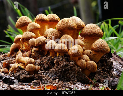 Gymnopilus Junonius ist eine Art von Pilz in der Familie Cortinariaceae. Allgemein bekannt als Fitness-Studio, lachen, Jim oder die spektakuläre Rustgill lachen dieser großen orangefarbene Pilz in der Regel findet sich auf Baumstümpfe, Protokolle oder Basen Baum wachsen. Einige Unterarten dieses Pilzes enthalten halluzinogene zusammengesetzte Psilocybin. Stockfoto