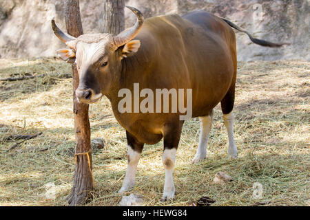 Bild von einem red Bull-Mann auf Natur Hintergrund. wilde Tiere. Stockfoto