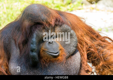 Bild eines großen männlichen Orang-Utan orange Affen. Wilde Tiere. Stockfoto