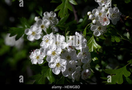 Crataegus (aus dem griechischen Kratos Stärke und Akis scharf, unter Bezugnahme auf die Dornen einiger Arten häufig genannt Weißdorn, Thornapple, Mai-Baum, Weißdorn oder Hawberry, ist eine große Gattung von Sträuchern und Bäumen in der Familie der Rosengewächse, in gemäßigten Zonen der nördlichen Hemisphäre in Europa, Asien und Nordamerika heimisch. Name "Hagedorn" war ursprünglich auf die einheimischen Arten nach Nordeuropa, vor allem die gemeinsame Weißdorn C. Monogyna, angewendet und oft so wird die unveränderte Bezeichnung in Großbritannien und Irland. Der Name ist nun auch die gesamte Gattung und den damit verbundenen asiatischen angewendet Stockfoto