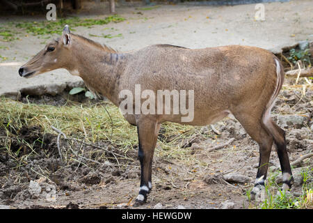 Bild eines jackale oder blau Stiers auf Natur Hintergrund. Wilde Tiere. Stockfoto