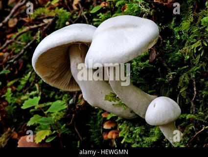 Hygrophorus ist eine Gattung der Baumschwämme (Kiemen Pilze) in der Familie Hygrophoraceae. Basidiocarps (Fruchtkörper) sind namens "Woodwaxes" in Großbritannien oder "wachsartige Caps" (zusammen mit Hygrocybe Arten) in Nordamerika, in der Regel fleischig, oft mit schleimigen Kappen und Lamellen, die im großen und ganzen die decurrent zugeordnet sind. Alle Arten sind Bodenwohnung und Ektomykorrhiza (Bildung einer Vereinigung mit lebenden Bäumen) und sind in der Regel im Wald gefunden. Etwa 100 Arten sind derzeit weltweit anerkannt. Die Fruchtkörper einiger Arten gelten als essbar und manchmal zum Verkauf angeboten werden Stockfoto