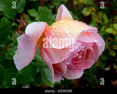 Im Frühsommer 'Abraham Darby' trägt große, tief schalenförmige Blüten in Schattierungen von Rosa, Apricot und gelb, und trotz ihrer Größe, sie fahren fort, für den Rest der Saison produziert werden. Sie haben einen reichen, fruchtigen Duft mit einer erfrischenden Schärfe. 'Abraham Darby' ist eine exzellente, kräftige, mittlere Strauch. Es hat einen buschigen, überhängend Gewohnheit und große, poliert, eher moderne Blätter; Blume, Wachstum und Blatt sind alle im Verhältnis und nie schwerfällig. Den Erfinder Abraham Darby, feiern, der mit seinem Sohn und Enkel, eine wichtige in der industriellen Revolution Rolle benannt. Stockfoto