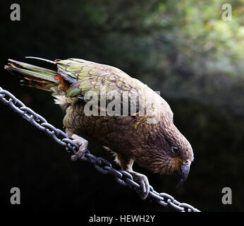 Von den Maori benannt nach seinen Ruf, Kea (Nestor Notabilis) ist endemisch auf der Südalpen Neuseelands und ist der weltweit einzige Berg Papagei. Diese gesellig und hochintelligente Vögel sind gut an ihrer rauen Umgebung angepasst. Leider, die Merkmale dieser Kea für überleben, ihre Neugier und Allesfresser Appetit entstanden Konflikte mit den Menschen in den letzten 150 Jahren entwickelt. Verfolgung und Prädation haben schmerzlich Nummern erschöpft, und mit nur ein paar tausend Vögel bleiben, die Kea ist ein National bedrohte Arten. Stockfoto