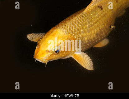 Koi-Karpfen, ein beliebter Zierfisch, schwimmen anmutig in Teichen. Diese Fische sind bekannt für ihre leuchtenden Orange-, Rot- und Goldtöne und werden oft in dekorativen Wassergärten gefunden. Stockfoto