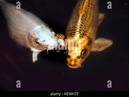 Der Cyprinus carpio, auch bekannt als Koi-Karpfen oder Goldfisch, ist eine Art von Zierfischen, die häufig in Teichen und Wassergärten vorkommt. Mit ihrem leuchtenden Orange sind diese Fische eine beliebte Wahl für dekorative Wasserspiele. Stockfoto