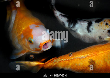 Koi-Karpfen, eine Vielzahl von ornamentalen Cyprinus-Carpio, sind bekannt für ihre farbenfrohen Muster, einschließlich Orange und Gold. Sie werden häufig zu dekorativen Zwecken in Teichen und Wassergärten gehalten. Stockfoto