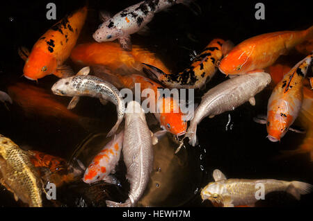 Das Foto zeigt die Schönheit von Koi-Karpfen oder Cyprinus-Carpio in leuchtendem Orange und weiß, schwimmen in klarem Wasser. Diese Zierfische werden oft in Teichen und Wassergärten gesehen. Stockfoto