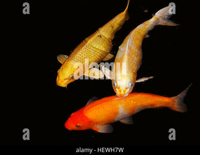 Cyprinus carpio, auch bekannt als Koi oder Goldfisch, sind beliebte Zierfischarten. Sie sind häufig in Teichen und Aquarien zu finden, bekannt für ihre hellen Farben und anmutigen Schwimmmuster. Stockfoto