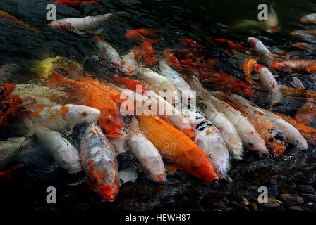 Koi, auch Nishikigoi genannt, sind Ziersorten von domestizierten Karpfen, die wegen ihrer auffälligen Farben und Muster gezüchtet werden. Diese Fische werden oft in Teichen oder Wassergärten gehalten. Stockfoto