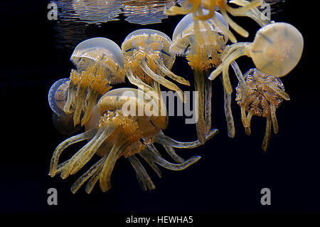 Die Lagune-Gelee (auch bekannt als Qualle) gehört zu den Wirbellosen Phylum Cnidaria, eine vielfältige Gruppe von stechenden Tiere, deren Mitglieder alle Nesselzellen zur Fütterung und zum Schutz besitzen.  Gelee-Verwandten gehören die Seeanemonen, Korallen und Portugiesisch Kriegsschiff.  Sie sind alle einfach, weichhäutigen Organismen mit nur zwei große Gewebeschichten, die um einen zentralen Darm Hohlraum angeordnet.  Einzelne Tiere sind radial symmetrisch, mit einem Ring von Tentakeln um den zentralen Mund. Die Tentakel tragen Nesselzellen, die für Lebensmittel erfassen und Verteidigung verwendet werden. Stockfoto