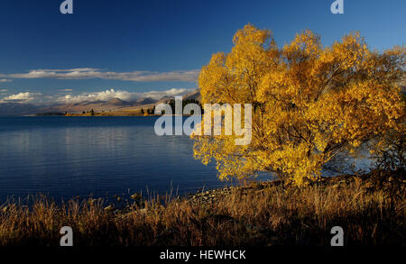 Lake Tekapo ist etwa drei Stunden südwestlich von Christchurch in den Mackenzie Basin fahren. Die Gemeinde nach Norden über den bemerkenswerten Türkis farbigen See auf das bergige Drama der Südalpen ausgerichtet. Lake Tekapo erhält seine intensive milchig Türkis Farbe aus der feinen-Gesteinsmehl (Masse von Gletschern) die aufgehängt ist im Wasser. Stockfoto