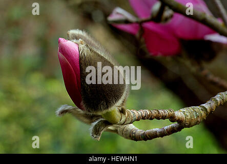 Magnolia ist eine große Gattung von etwa 210 [1] blühende Pflanzenart in der Unterfamilie Magnolioideae der Familie Magnoliaceae. Es ist nach dem französischen Botaniker Pierre Magnol benannt.  Magnolia ist eine alte Gattung. Erscheinen, bevor die Bienen haben, ist es die Theorie die Blüten entwickelt, um die Bestäubung zu fördern durch Käfer. Stockfoto