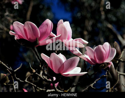 Magnolia ist eine große Gattung von etwa 210 blühende Pflanzenarten in der Unterfamilie Magnolioideae von der Familie Magnoliaceae. Es ist nach dem französischen Botaniker Pierre Magnol benannt. Magnolia ist eine alte Gattung. Stockfoto